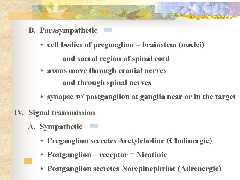 B.  Parasympathetic   cell bodies of preganglion – brainstem (nuclei)  